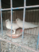 kakji master pair।